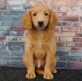 2nd Gen Mini Goldendoodle