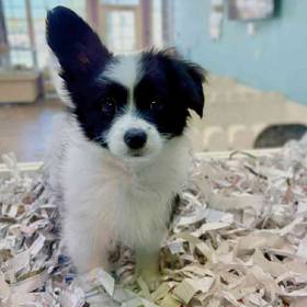 Papillon