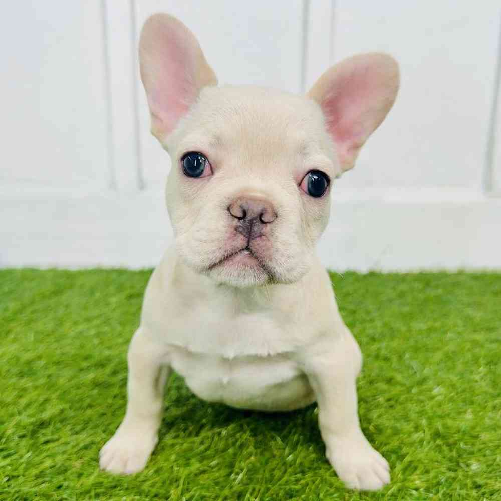 Image of a pet breed in the gallery