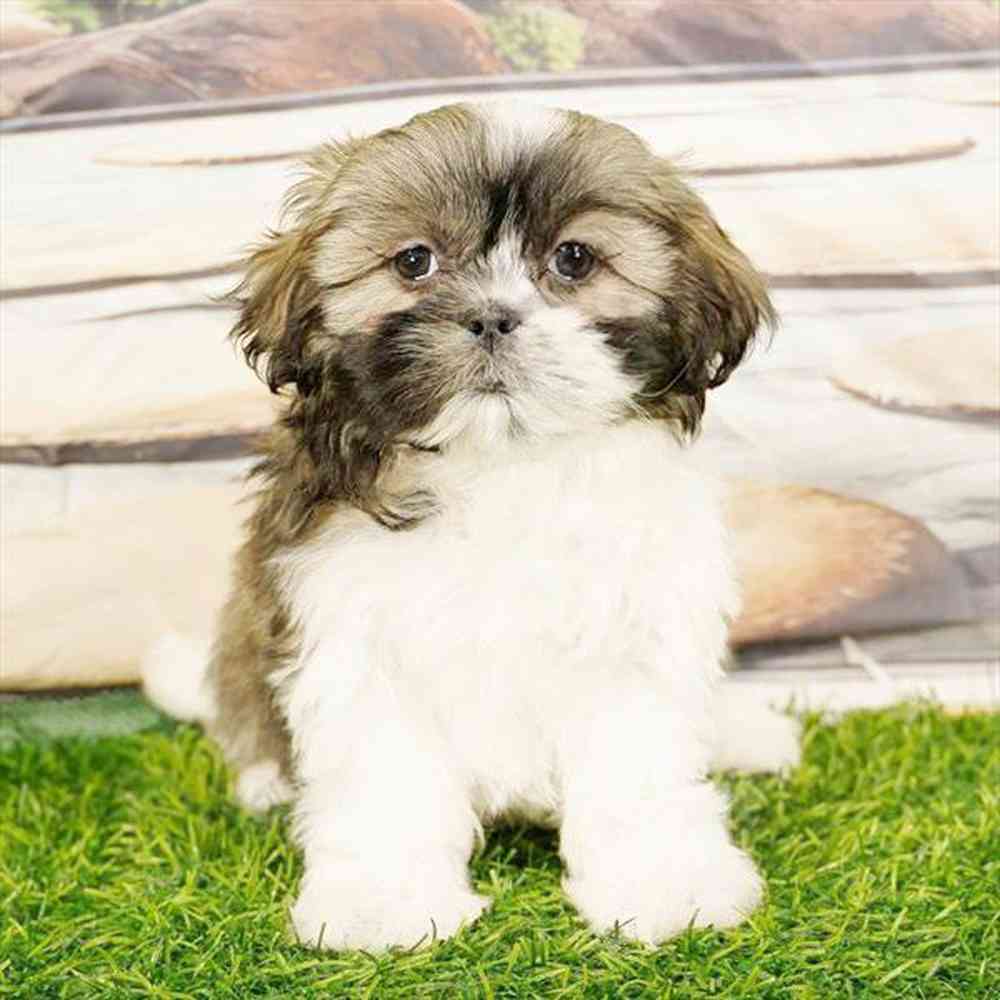 pet breed image