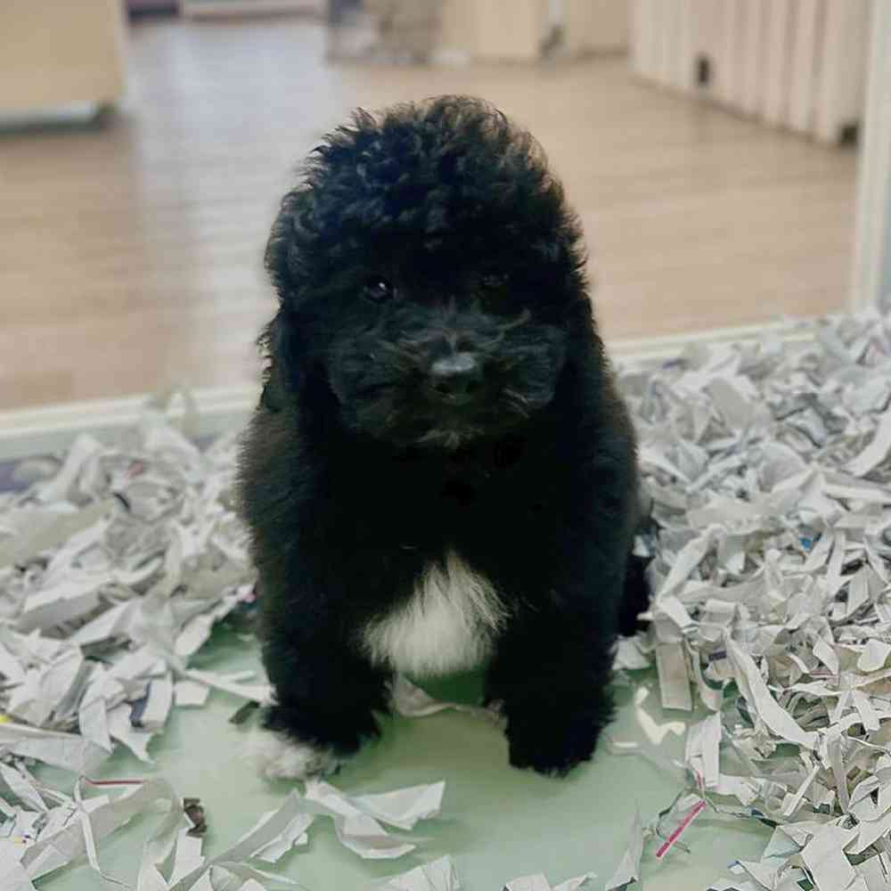 carousel pet images