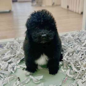 2nd Gen Mini Sheepadoodle