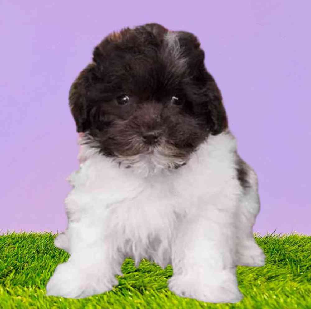 carousel pet images