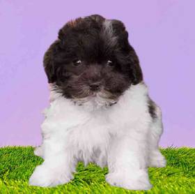 Maltipoo