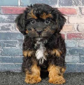 Shizapoo