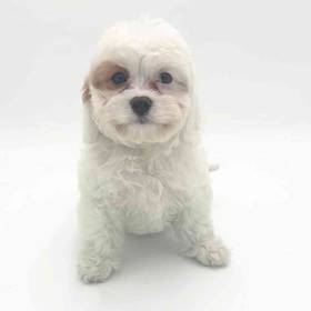 Cavachon