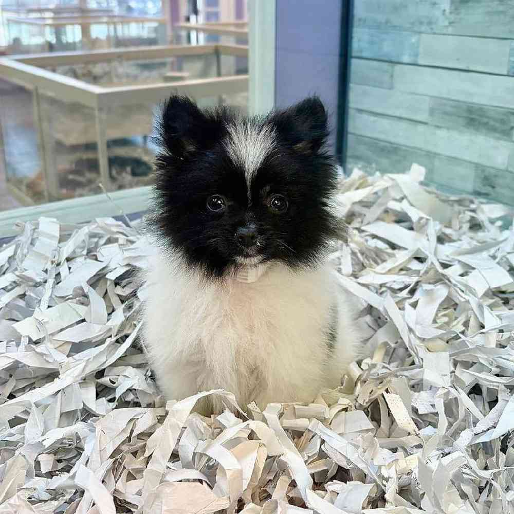 pet breed image