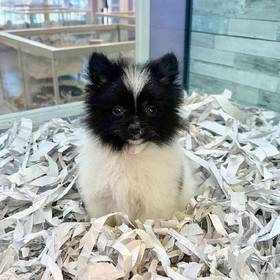 Pomeranian