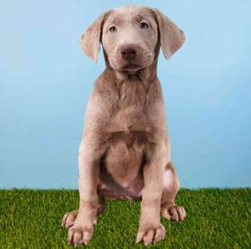Labrador Retriever