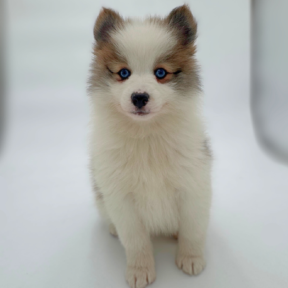 pet breed image