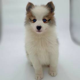 2nd Gen Pomsky