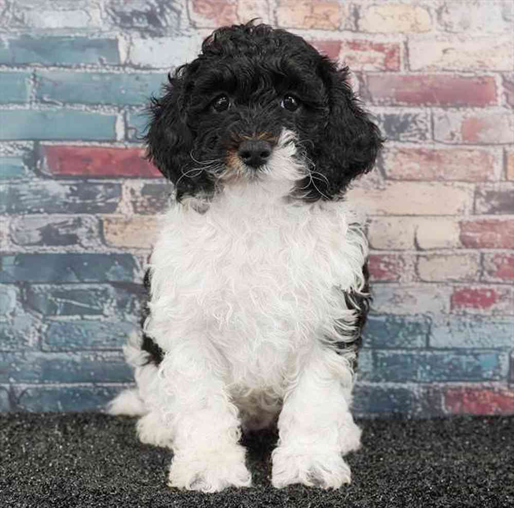 carousel pet images
