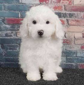 Bichon