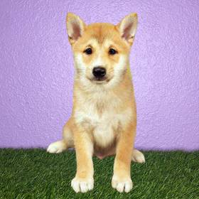 Shiba Inu