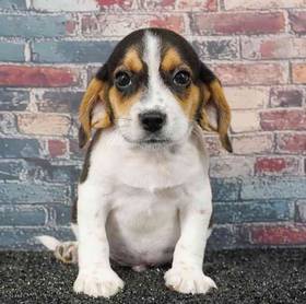 Beagle