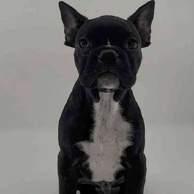 Frenchton