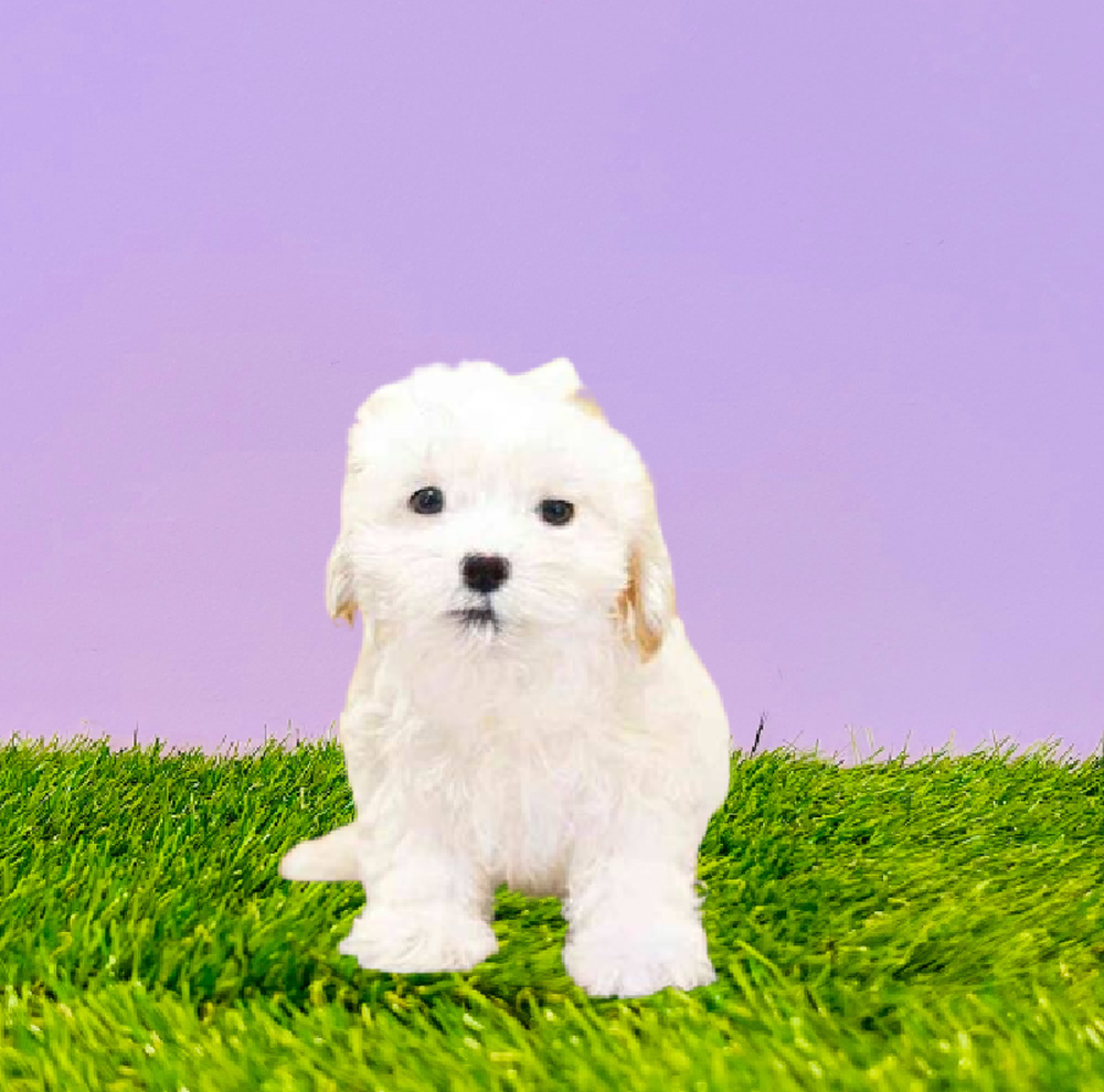 Male Malshi Puppy for Sale in Marietta, GA