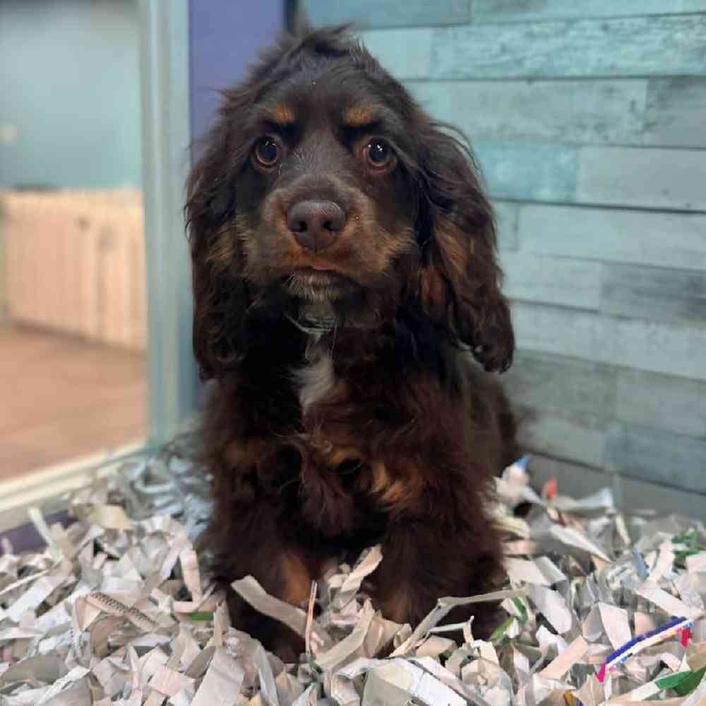Image of a pet breed in the gallery