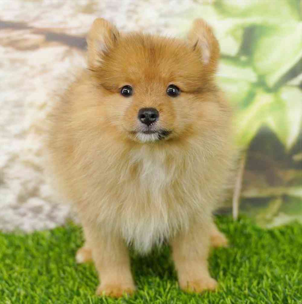 Image of a pet breed in the gallery