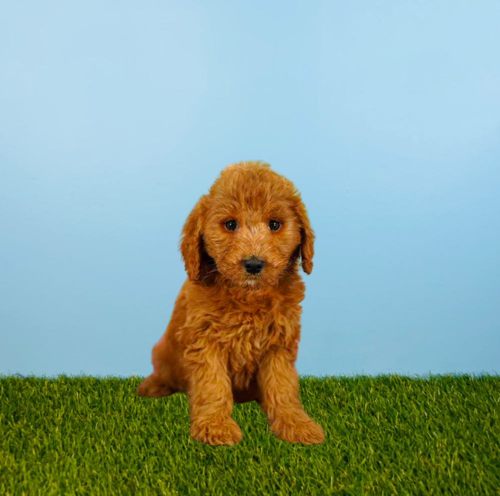 Female Mini Goldendoodle Puppy for Sale in Pasadena, TX
