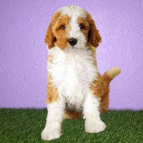 2nd Gen Standard Bernedoodle