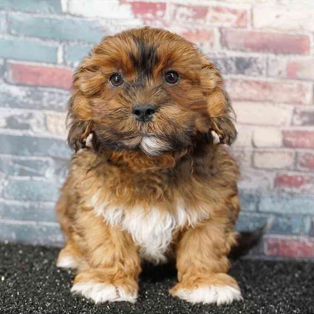 pet breed image
