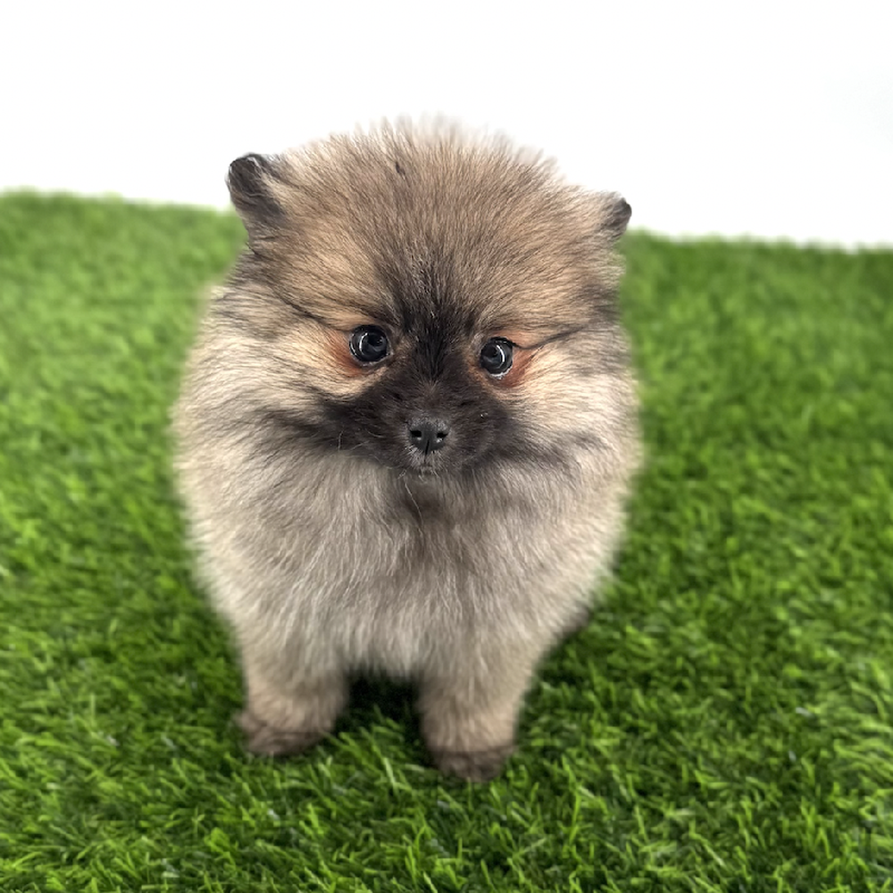 Image of a pet breed in the gallery