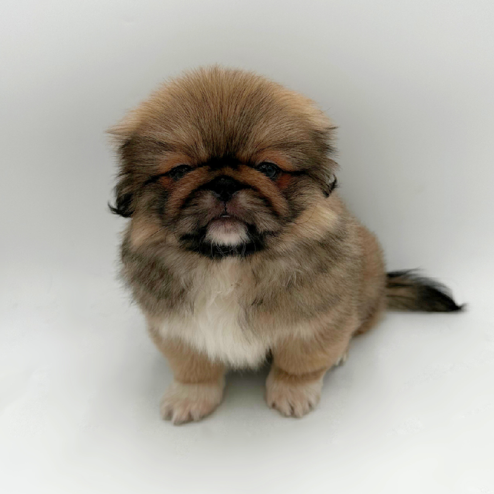 Image of a pet breed in the gallery
