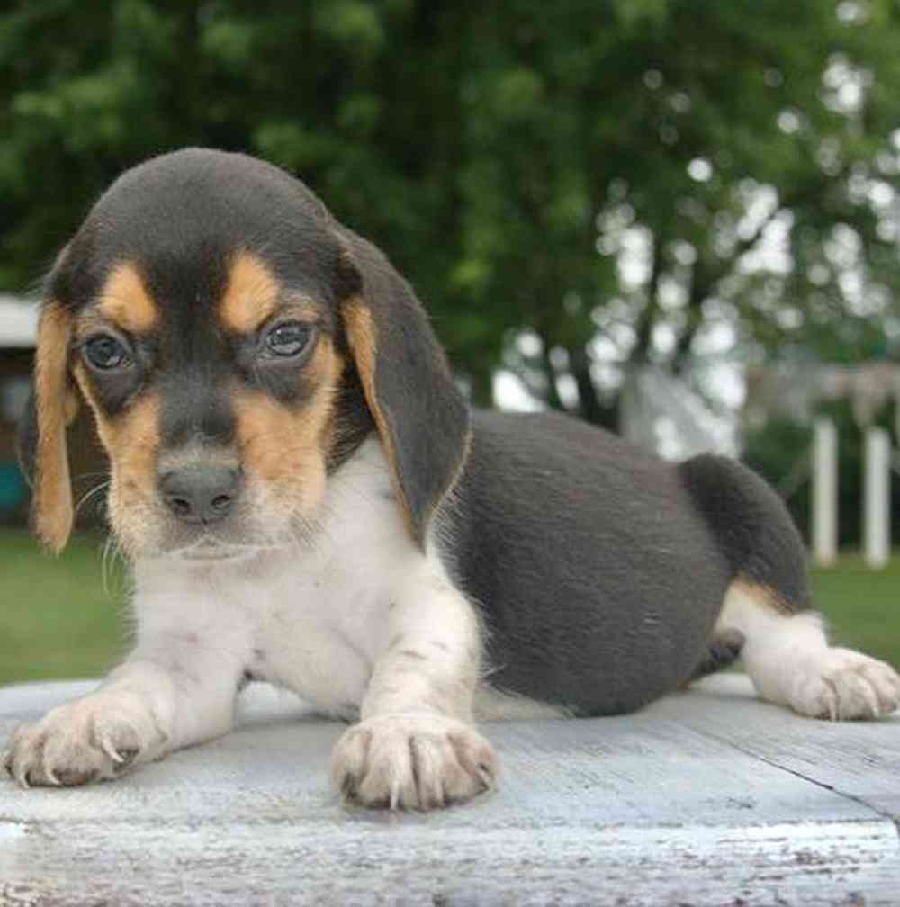 Image of a pet breed in the gallery