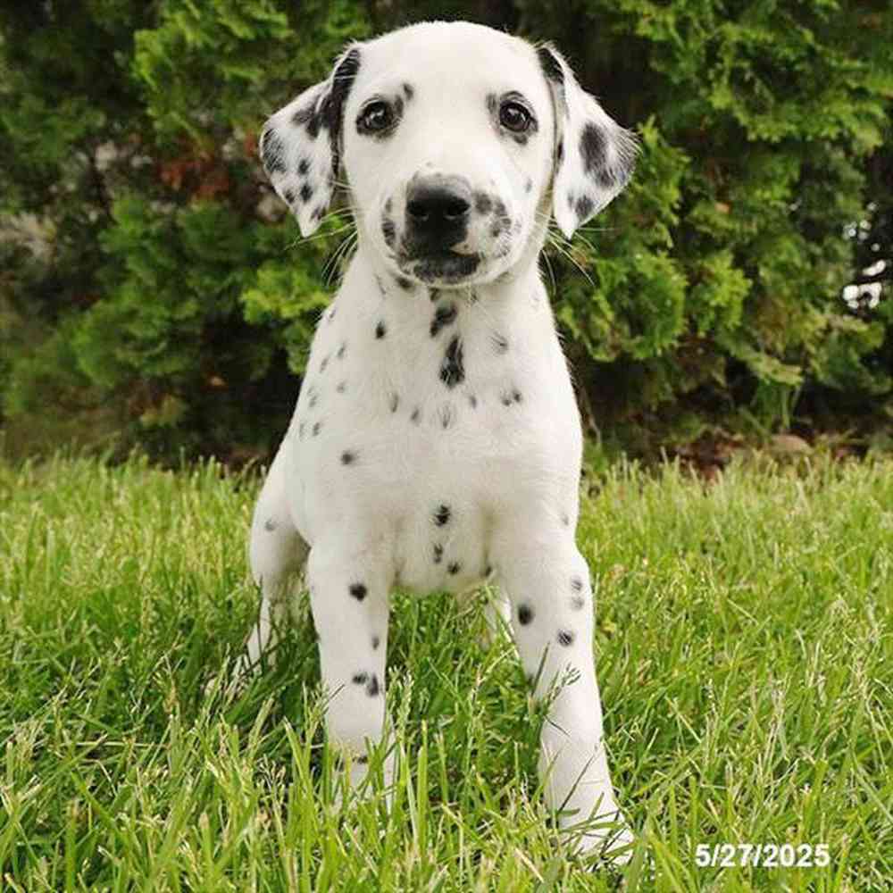 Image of a pet breed in the gallery