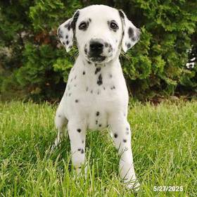 Dalmatian