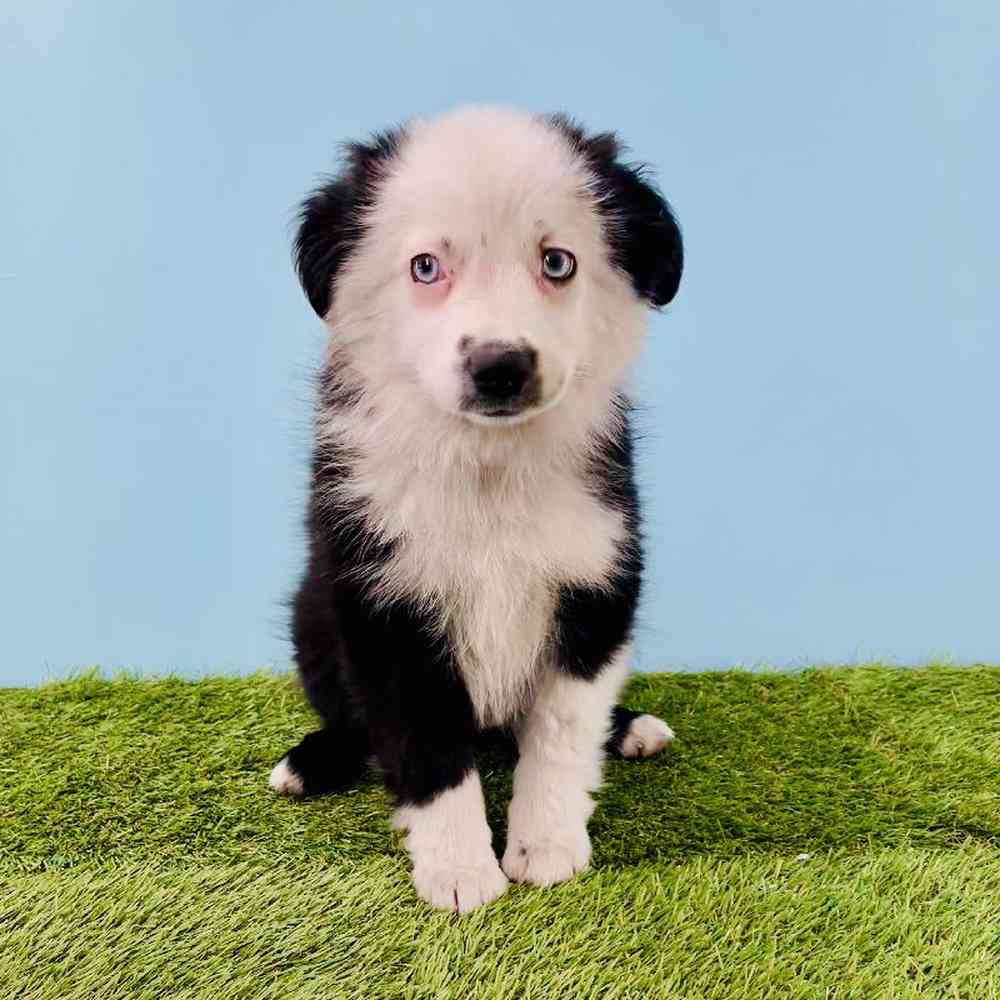 Image of a pet breed in the gallery