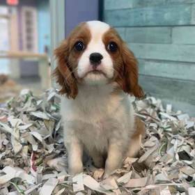 Cavalier King Charles Spaniel