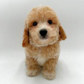 Bichapoo