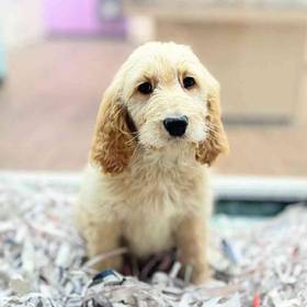 Goldendoodle