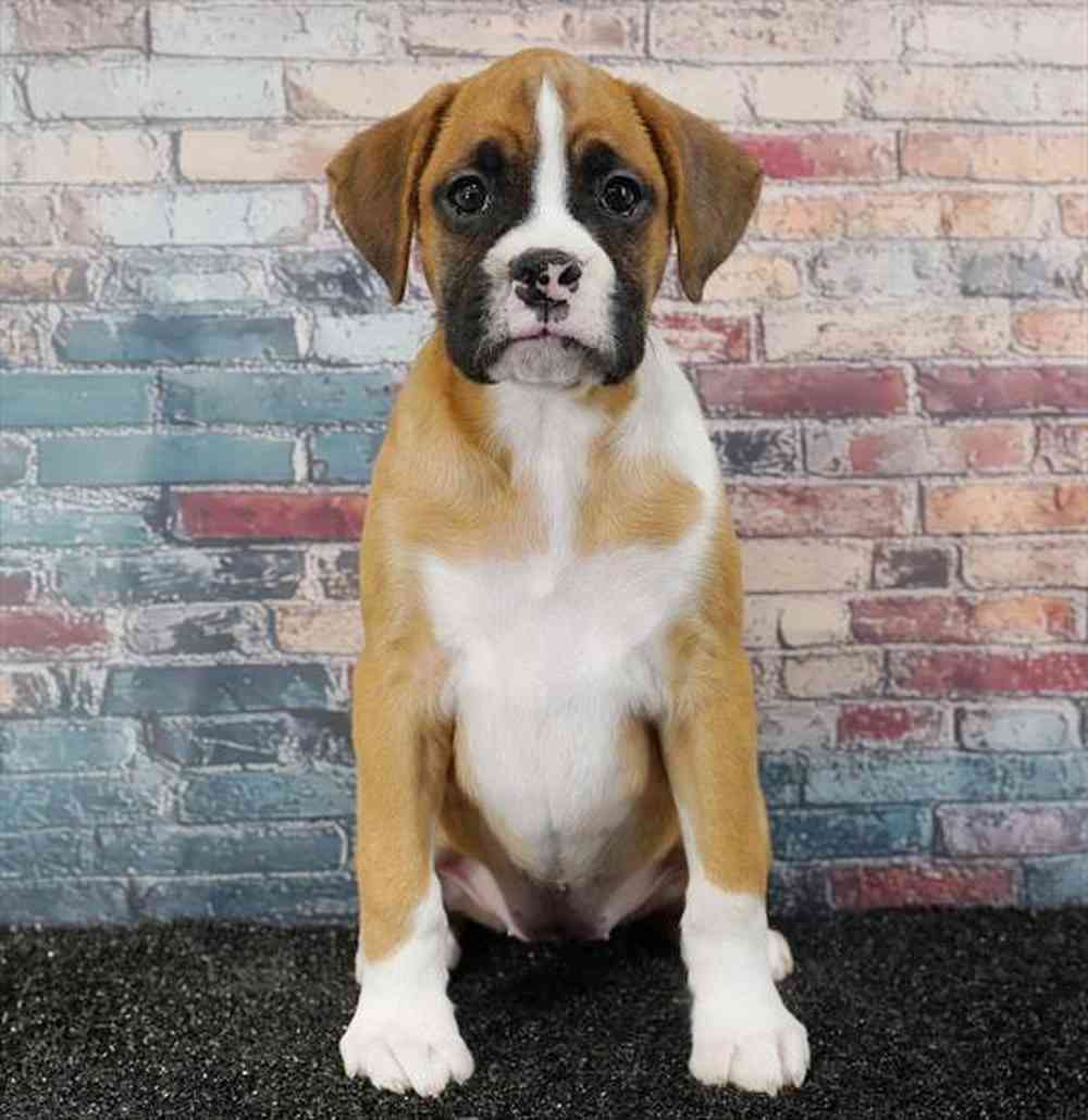 Image of a pet breed in the gallery