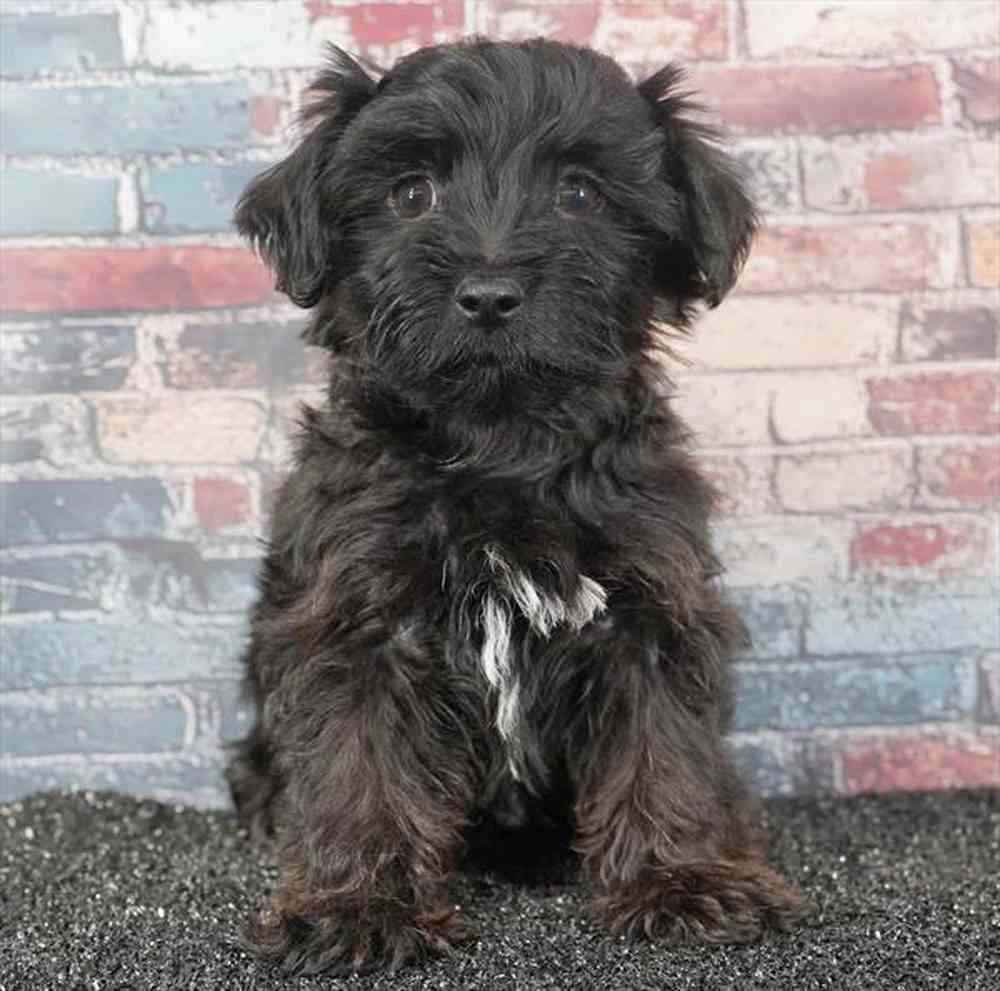 pet breed image