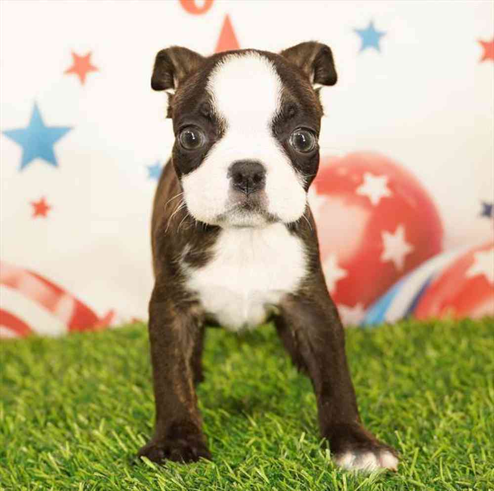 Image of a pet breed in the gallery