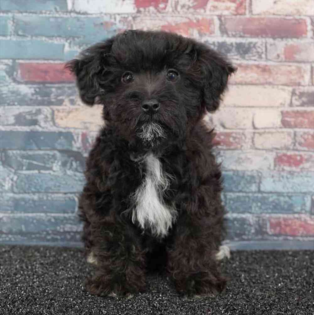 Image of a pet breed in the gallery