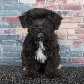 Yorkie-Poo