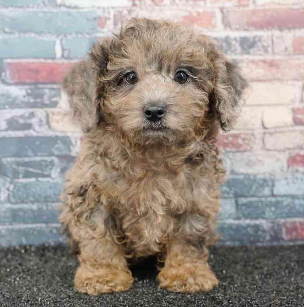 Image of a pet breed in the gallery