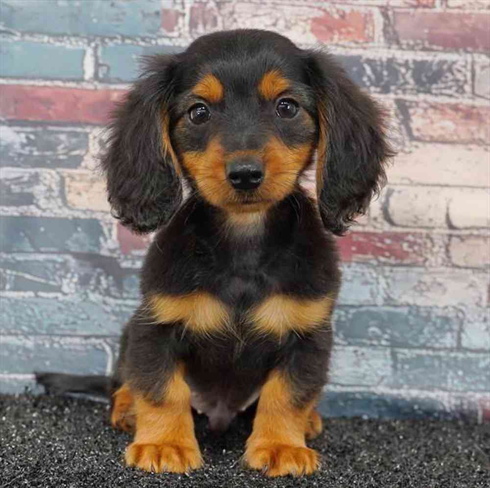 Image of a pet breed in the gallery