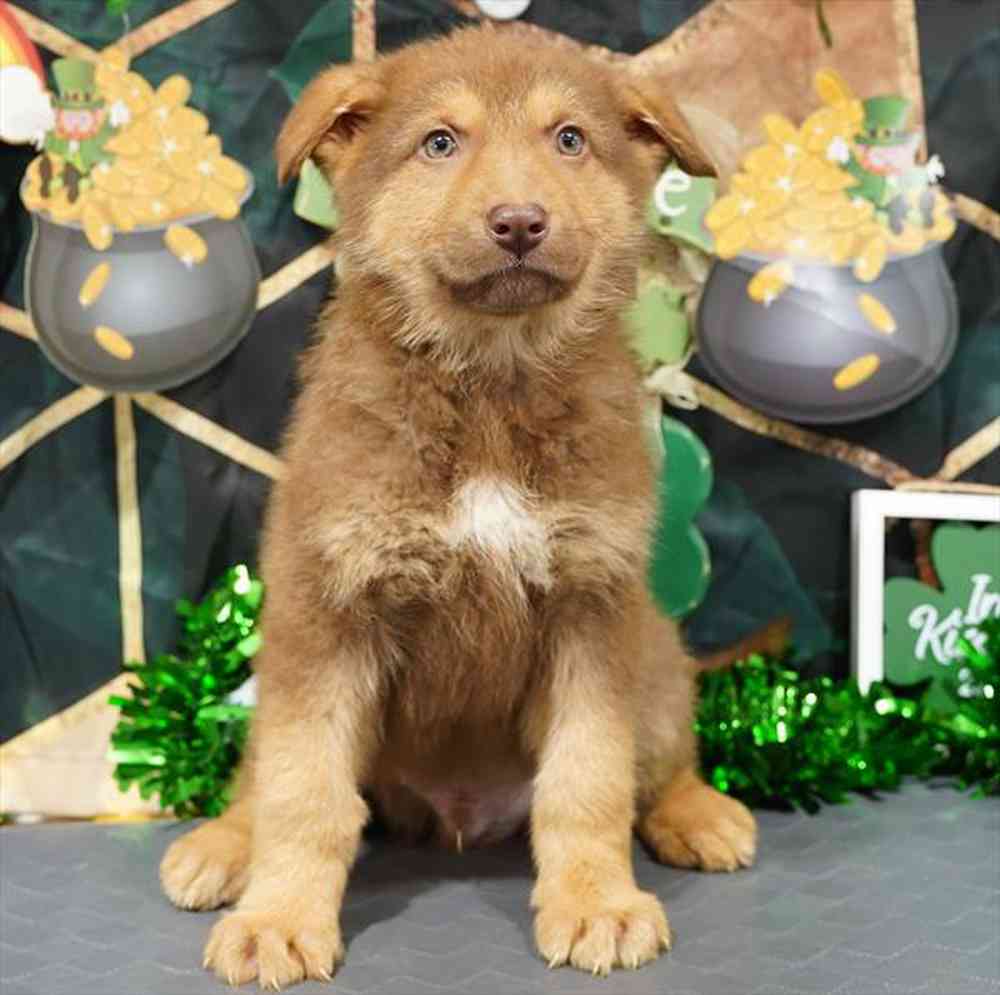 carousel pet images
