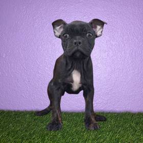 Frenchton