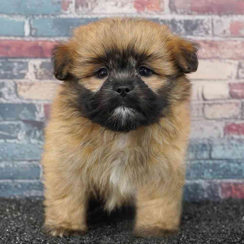 Image of a pet breed in the gallery