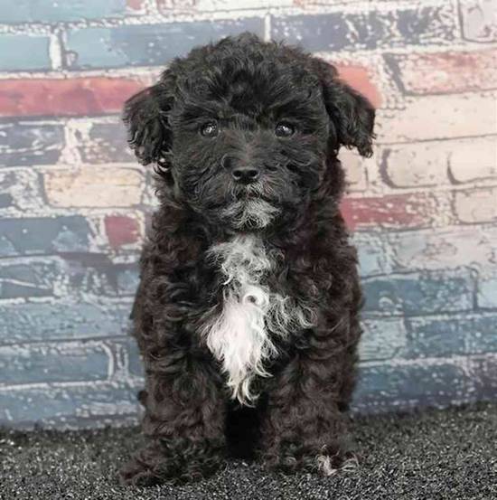 Maltipoo