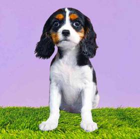 Cavalier King Charles Spaniel