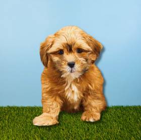 Lhasa Apso