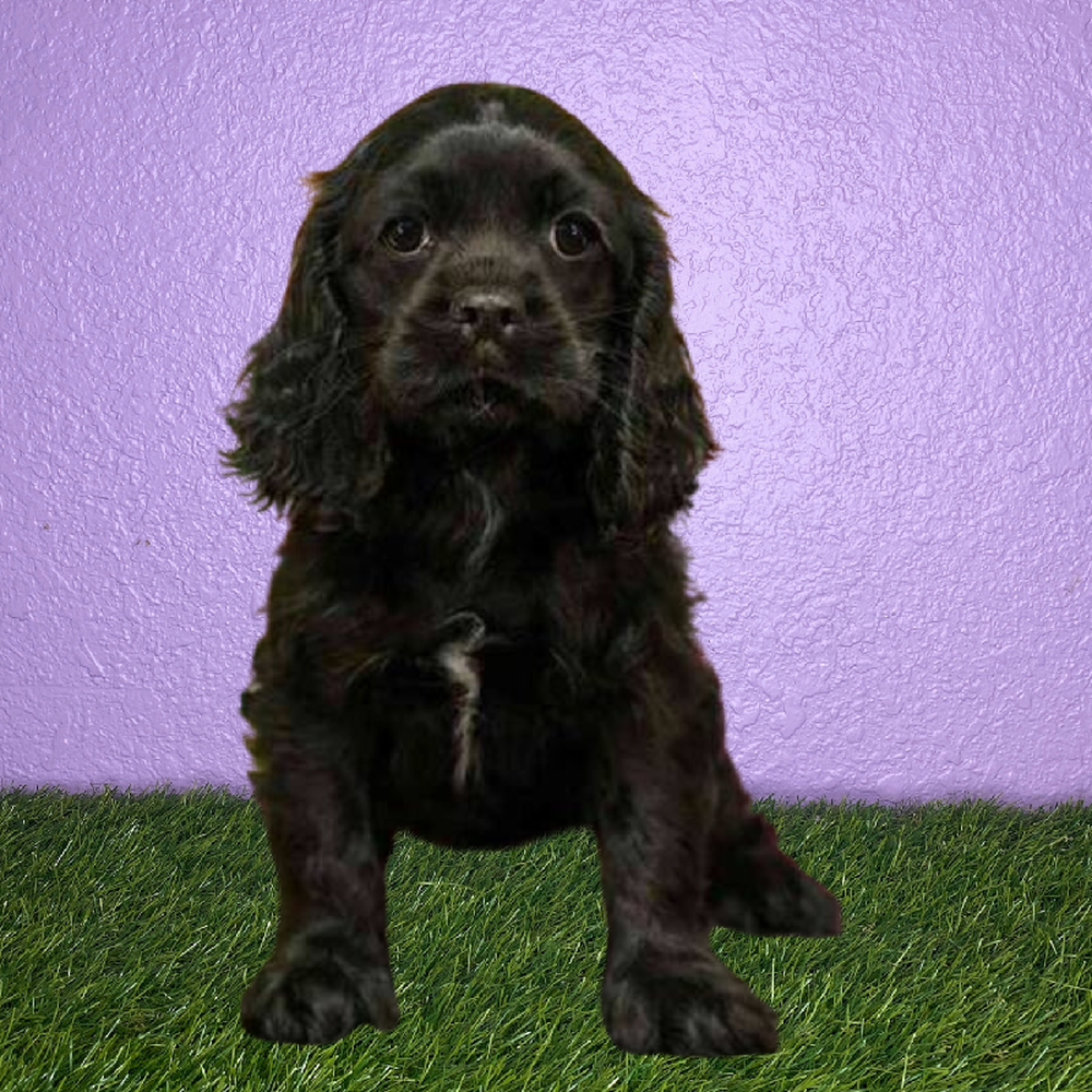 Female Cockalier Puppy for Sale in New Braunfels, TX