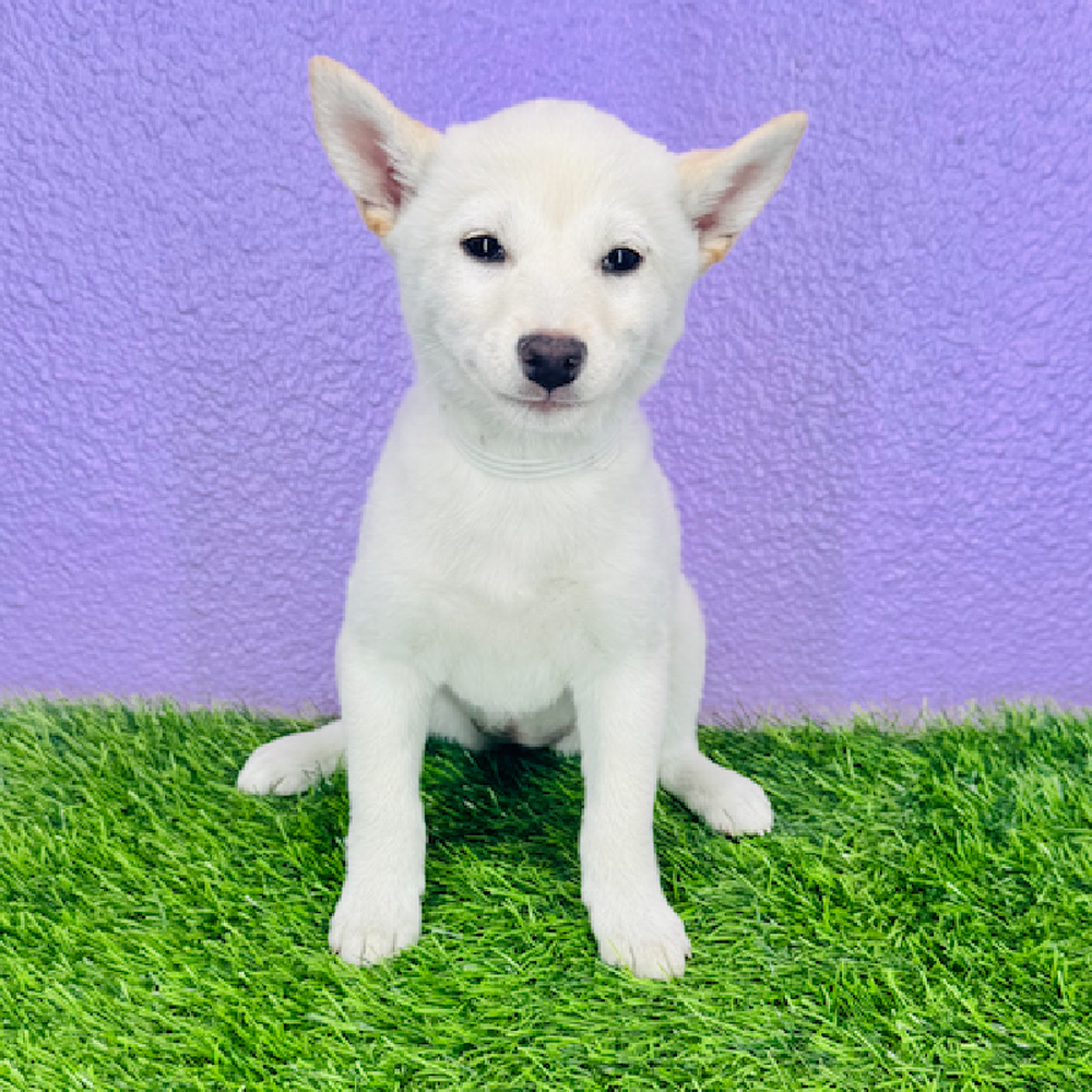 Image of a pet breed in the gallery